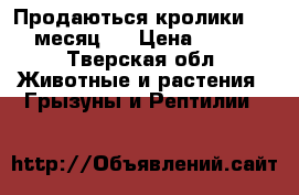 Продаються кролики  1  месяц   › Цена ­ 500 - Тверская обл. Животные и растения » Грызуны и Рептилии   